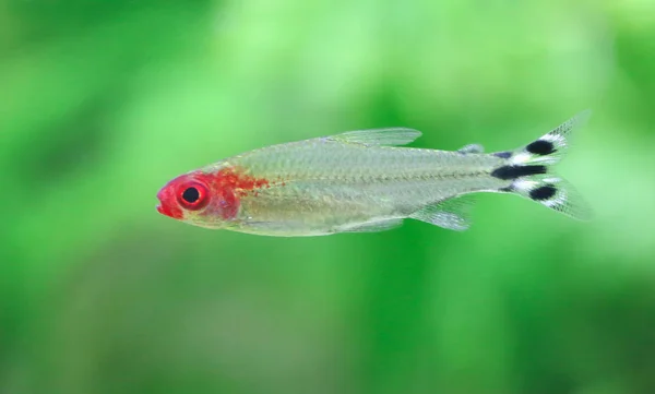 Rummy nose tetra — Stock Photo, Image