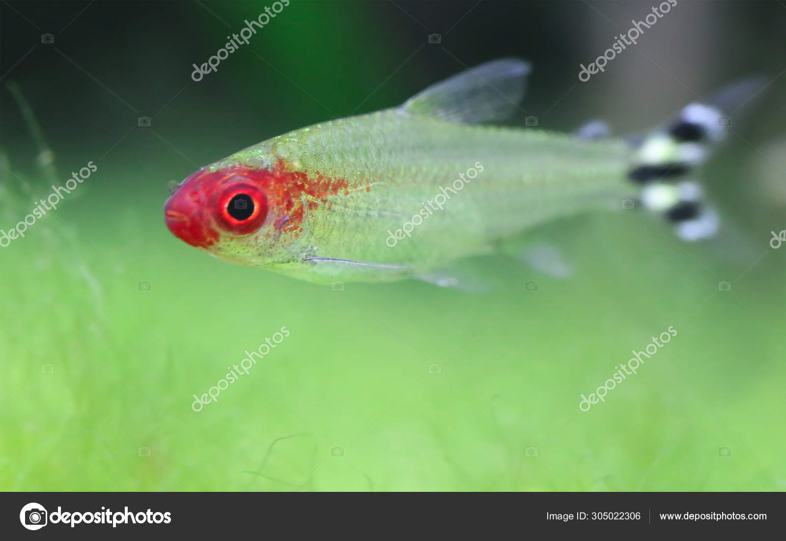 periscoop Autonoom Tom Audreath Rummy nose tetra Stock Photo by ©bdspn74 305022306