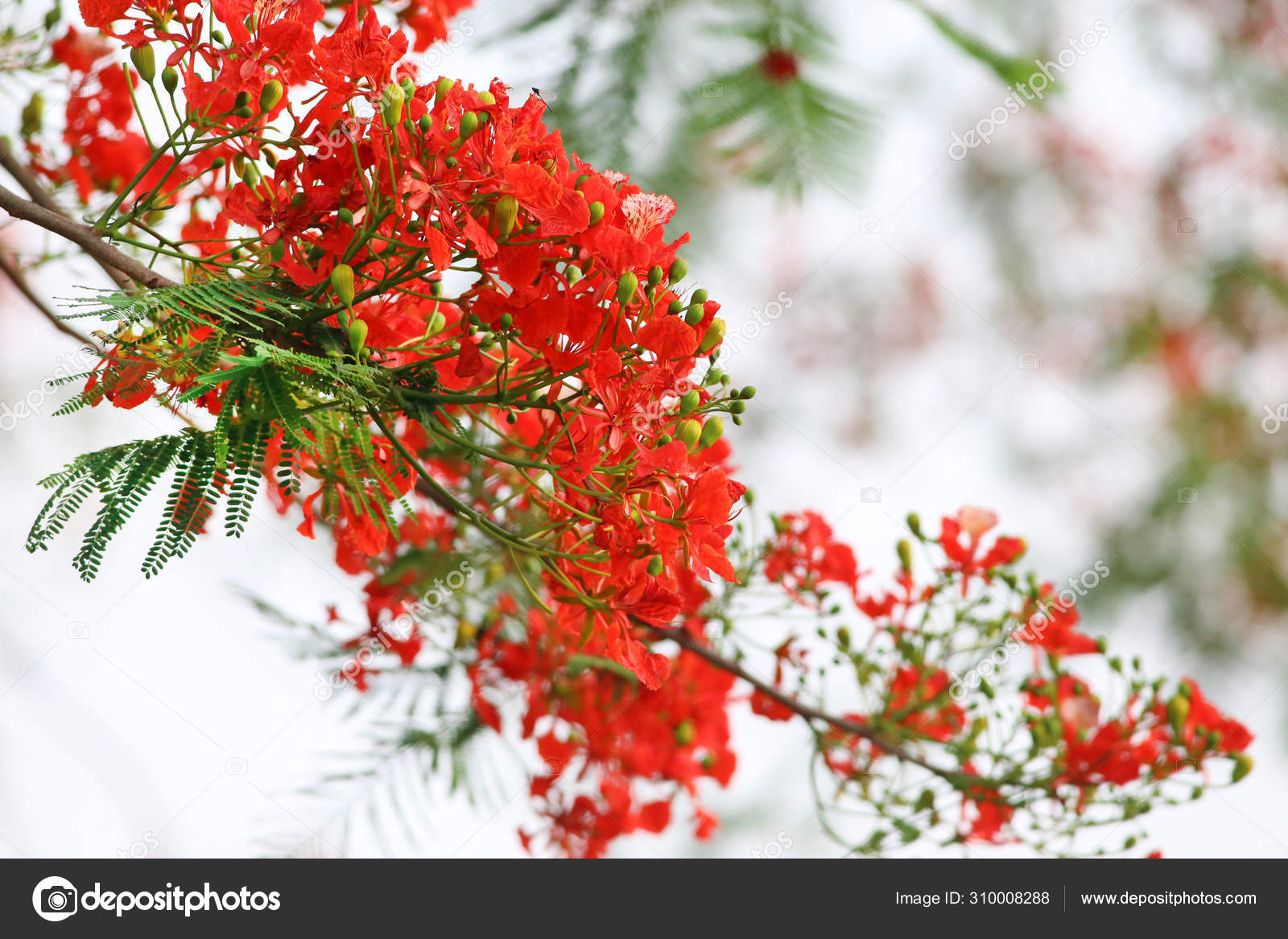 Delonix regia or Krishnachura ⬇ Stock Photo, Image by © bdspn74 #310008288 Delonix regia or Krishnachura ⬇ Stock Photo, Image by © bdspn74 #310008288