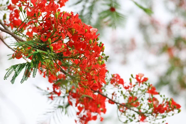 Delonix regia oder krishnachura — Stockfoto