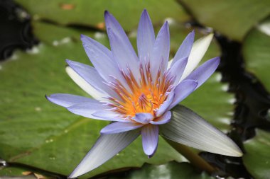 Mavi çiçekli nymphaea nouchali