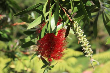Kırmızı bottlebrush çiçek 