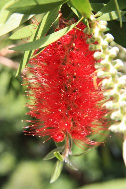 Kırmızı bottlebrush çiçek 