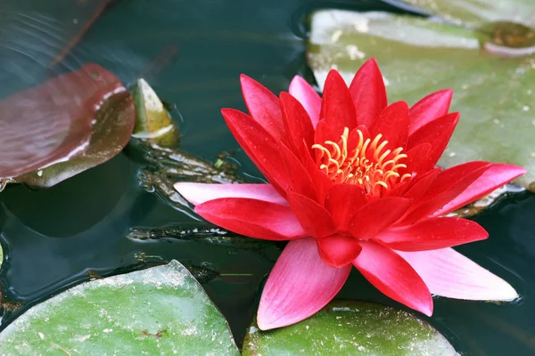 Kırmızı çiçekli Nymphaea rubra