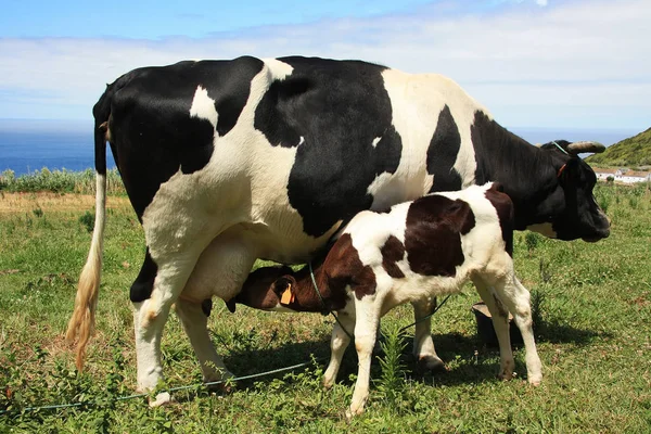 Calf Sucking Milk — Stock Photo, Image