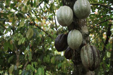 kakao meyve ağacı üzerinde 