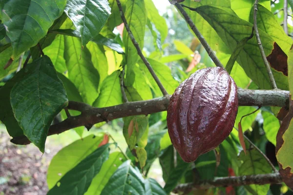 Cacao Vruchten Aan Boom — Stockfoto