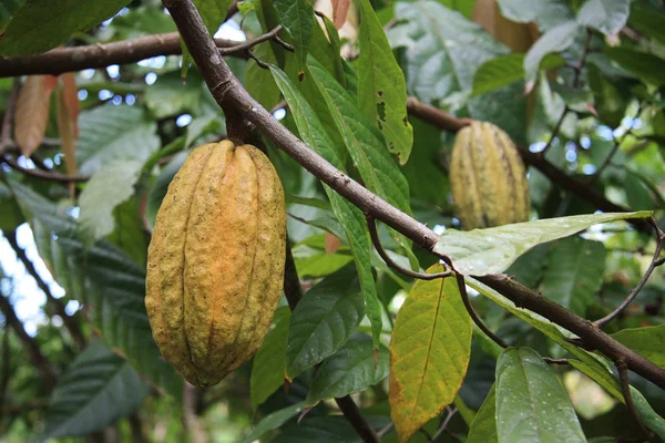 Fruits Cacao Sur Arbre — Photo