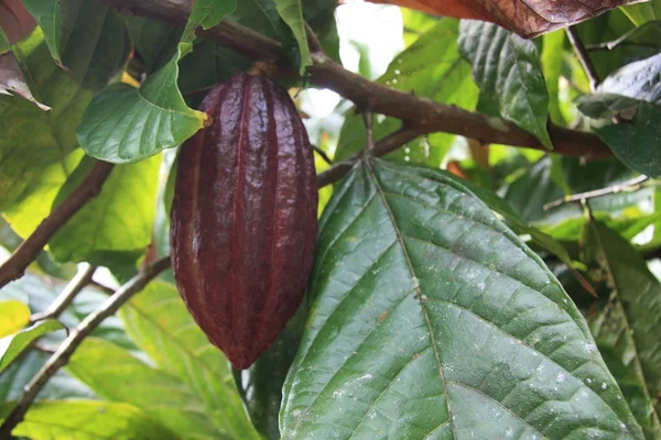 Kakaovník Ovoce Stromě — Stock fotografie