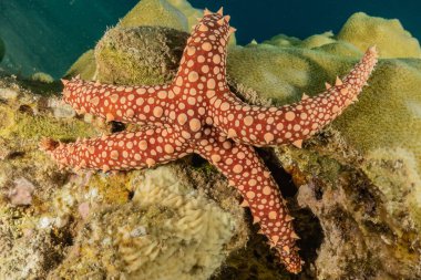 Kızıldeniz 'in deniz tabanındaki denizyıldızı, Eilat Israel