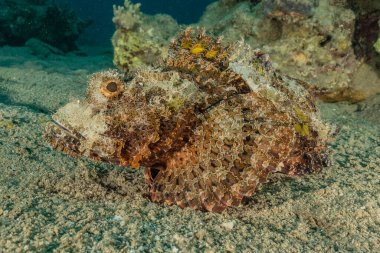 Kızıl Deniz 'de balıklar yüzer, renkli balıklar, Eilat İsrail