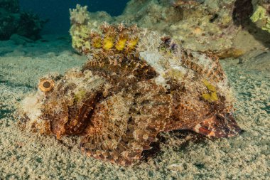 Kızıl Deniz 'de balıklar yüzer, renkli balıklar, Eilat İsrail