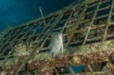 Kızıl Deniz 'de balıklar yüzer, renkli balıklar, Eilat İsrail