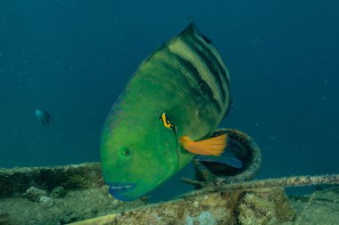 Kızıl Deniz 'de balıklar yüzer, renkli balıklar, Eilat İsrail