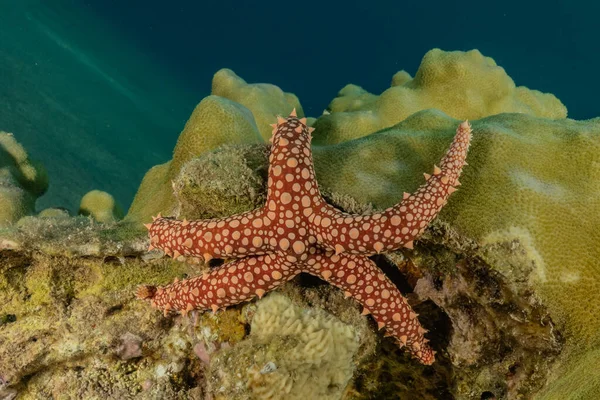 Bintang Laut Dasar Laut Laut Merah Eilat Israel — Stok Foto