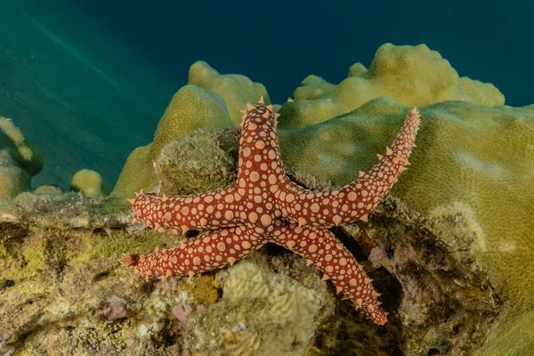 Seestern Auf Dem Meeresboden Roten Meer Eilat Israel — Stockfoto