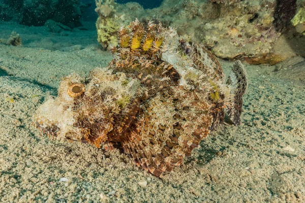 Fiskar Simmar Röda Havet Färgglada Fiskar Eilat Israel — Stockfoto