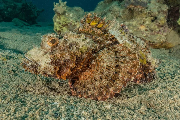 Fiskar Simmar Röda Havet Färgglada Fiskar Eilat Israel — Stockfoto