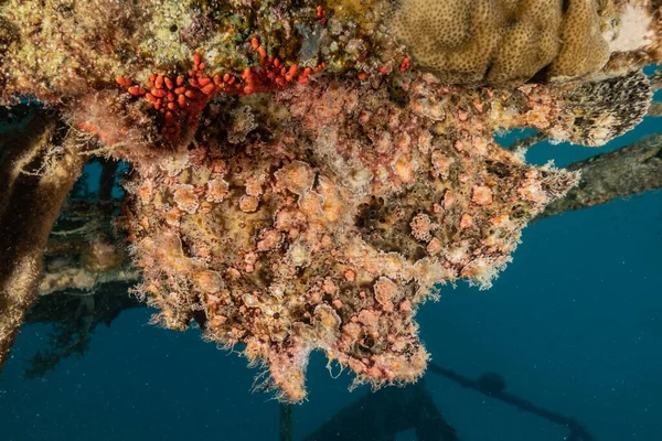 Pesci Nuotare Nel Mar Rosso Pesci Colorati Eilat Israele — Foto Stock