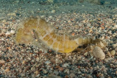 Kızıl Deniz 'deki Hipokampus Deniz Atı Renkli ve güzel, Eilat Israel