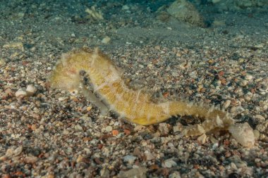 Kızıl Deniz 'deki Hipokampus Deniz Atı Renkli ve güzel, Eilat Israel