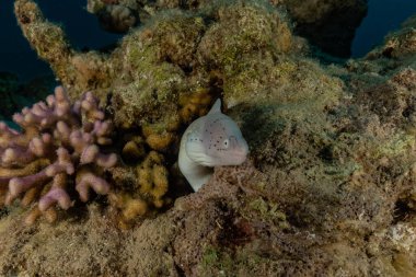 Moray eel Mooray lycodontis Kızıldenizde dalgalanma, Eilat Israel