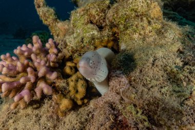 Moray eel Mooray lycodontis Kızıldenizde dalgalanma, Eilat Israel