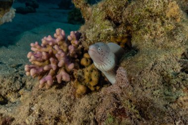 Moray eel Mooray lycodontis Kızıldenizde dalgalanma, Eilat Israel