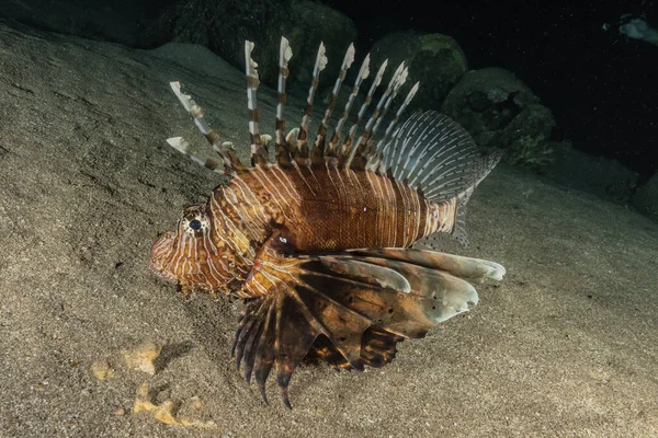 Löwenfische Roten Meer Bunte Fische Eilat Israel — Stockfoto