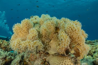 Kızıldeniz 'deki mercan resifi ve su bitkileri, Eilat Israel
