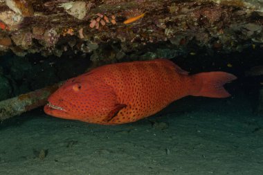 Kızıl Deniz 'de balıklar yüzer, renkli balıklar, Eilat İsrail