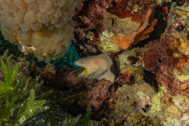 Moray eel Mooray lycodontis Kızıldenizde dalgalanma, Eilat Israel