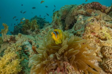 Kızıldeniz 'deki mercan resifi ve su bitkileri, Eilat Israel