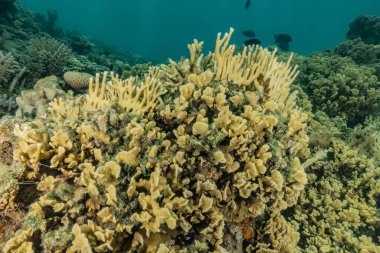 Kızıldeniz 'deki mercan resifi ve su bitkileri, Eilat Israel