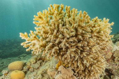Kızıldeniz 'deki mercan resifi ve su bitkileri, Eilat Israel