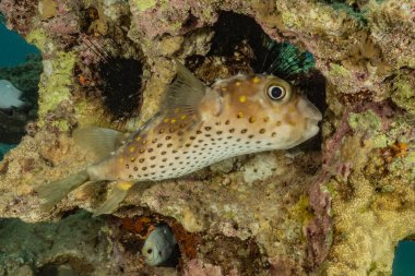 Kızıl Deniz 'de balıklar yüzer, renkli balıklar, Eilat İsrail