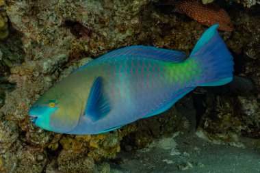 Kızıl Deniz 'de balıklar yüzer, renkli balıklar, Eilat İsrail