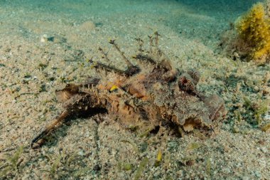 Kızıl Deniz 'de balıklar yüzer, renkli balıklar, Eilat İsrail