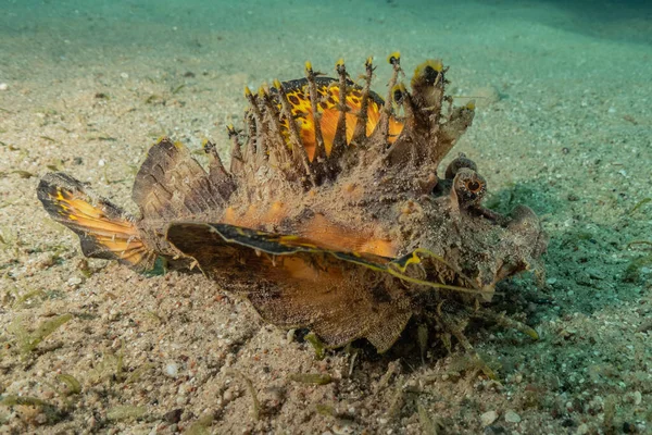 紅海で泳ぐ魚 カラフルな魚 エイラートイスラエル — ストック写真