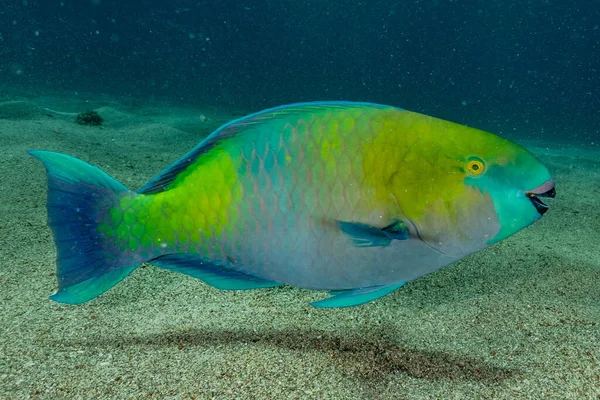 Poissons Nager Dans Mer Rouge Poissons Colorés Eilat Israël — Photo