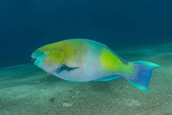 Poissons Nager Dans Mer Rouge Poissons Colorés Eilat Israël — Photo