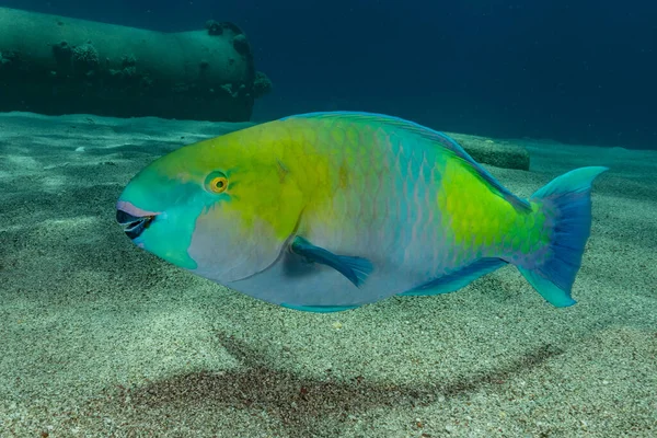 Poissons Nager Dans Mer Rouge Poissons Colorés Eilat Israël — Photo