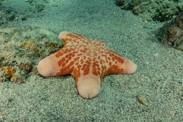 Seestern Auf Dem Meeresboden Roten Meer Eilat Israel — Stockfoto