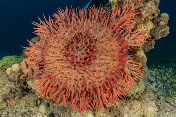 Recifes Coral Plantas Água Mar Vermelho Eilat Israel — Fotografia de Stock