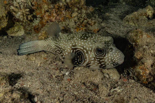 Vissen Zwemmen Rode Zee Kleurrijke Vissen Eilat Israel — Stockfoto