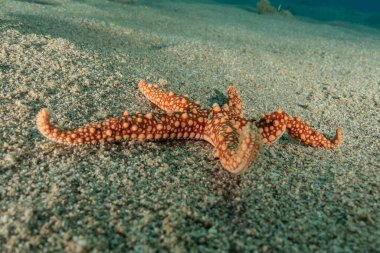 Kızıldeniz 'in deniz tabanındaki denizyıldızı, Eilat Israel