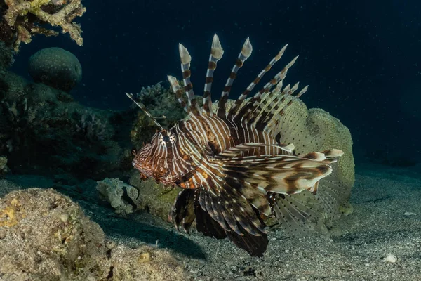 Leeuwenvis Rode Zee Kleurrijke Vis Eilat Israel — Stockfoto