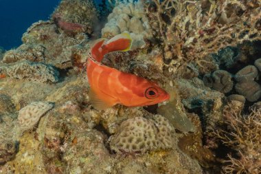 Kızıl Deniz 'de balıklar yüzer, renkli balıklar, Eilat İsrail