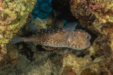 Kızıl Deniz 'de balıklar yüzer, renkli balıklar, Eilat İsrail