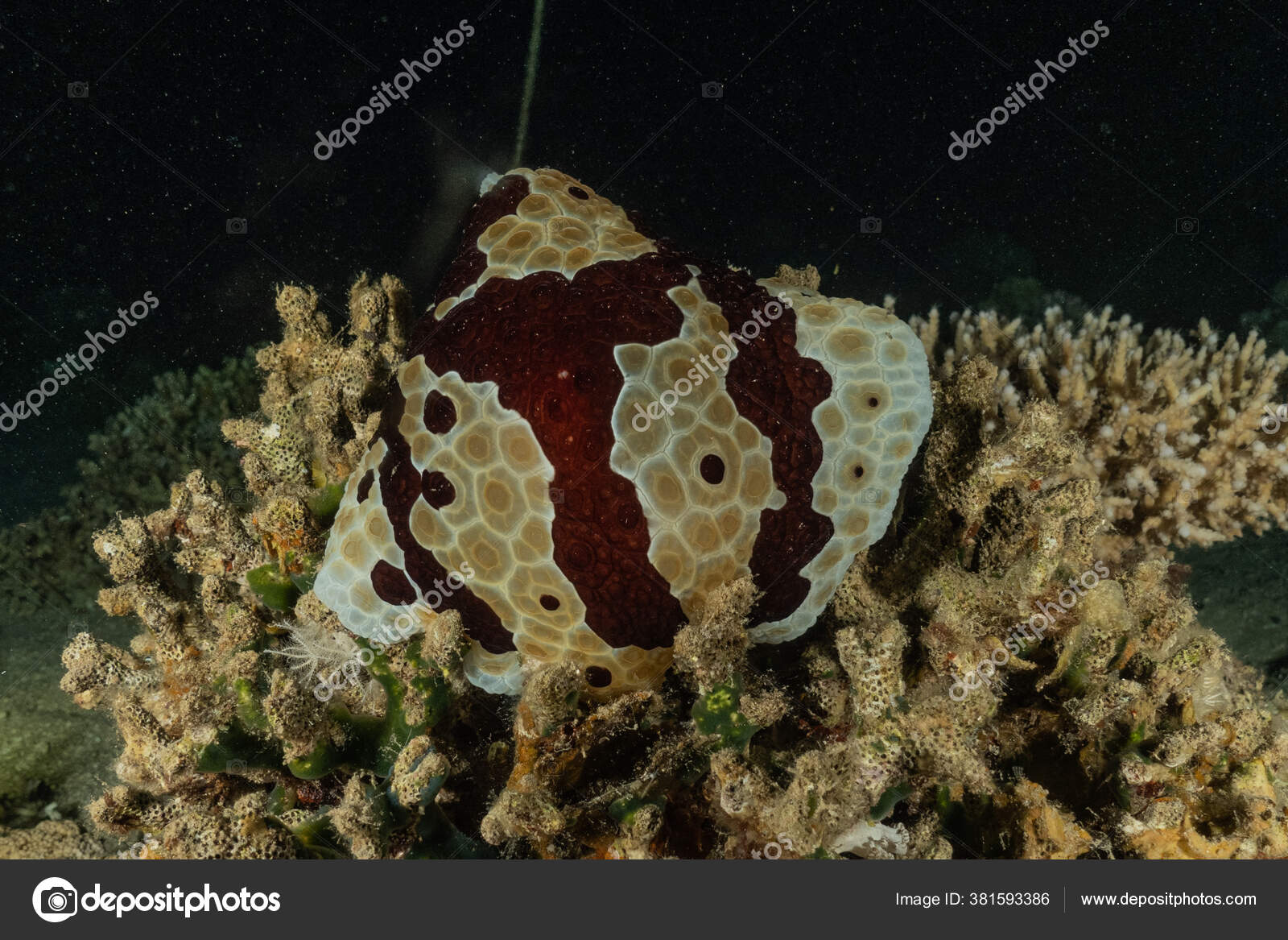 紅海での海のナメクジカラフルで美しい エイラートイスラエル ストック写真 C Yeshayadinerstein Gmail Com
